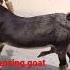 Dancing Goat Farming Goat Bakri