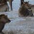 Mystery In Yellowstone The Disappearance Of The Elk