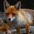 Fun Fox Facts Cute Animal Awesomefacts Informative Adorable Foxes Fox Foxnews Baby Damn