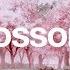 Blossom Lofi HipHop