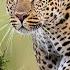 Africa S Most Secretive Big Cats Leopards Of Dead Tree Island Real Wild