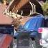 People Getting Too Close To Huge Bull Elk