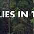 The Truth Lies In The Woods Ambient Music