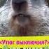 Когда не можешь вспомнить выключил ли ты утюг смешноевидео прикол утюг суслик Shorts
