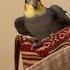 Cockatiel Waits For His Human To Return Bird Cockatiel Parrot Yumyumthetiel