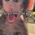 Zoo With Funny Monkey Monkey Gorilla Zoo Funnyvideo Funnymonkey Fail Hilarious