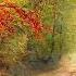Woods Of Imagination
