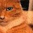Evielie Bye Bye Mewing Phonk