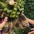 Kind Engineer Helps Single Mother Harvest Bananas Giant Bananas Ly Vy Ca