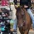 Shopping With Marlowe Equestrian Quarterhorse Horse