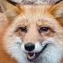 Alice The Fox When The Dogs Almost Found The Fox Supplies But She Had A Cunning Plan