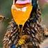 Peacock Coverad In Millions Of Honeycomb Bees Peacock Animalrescue Wildliferescue Subscribe Short
