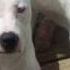 Dogo Argentino Dogo Arjantin Www Dogo Argentino Azbuz Com