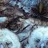 Wild Tawny Owls Adopt 6 Orphaned Owlets Full Story Luna Bomber Robert E Fuller