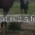 How Long Is A Horse Penis Animal Facts