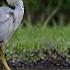 Waterfowl Heron Hunts A Frog Caught In Action Shorts