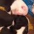 Boston Terrier Tiktok