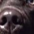 Can Dogs Sense Emotion Horizon The Secret Life Of The Dog BBC