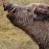 Even BEARS Don T Mess With Him Wild BOAR Is The Most Ferocious Animal