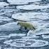 Polar Bear Walking On Ice In The Ocean Nature Trending Naturelovers Naturephotography