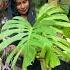 Monstera Indoor Philodenron 8921939101 Home Garden