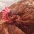 30 Minutes Of Calming Music For Chickens