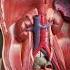Where Are The Kidneys Anatomy
