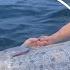 Harbinger Of Doom Oarfish Found Floating Off California Coast Two Days Before Earthquake Struck