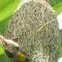 Tailor Of The Wild Precision Nest Crafting Weavers Birdnest Nestbuilding Nature