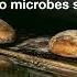The Lies Being Spread About Sourdough Bread