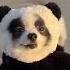 Happy National Panda Day Every Day Is Panda Day For Huxley Pandapuppy Cutepets Dogcostume