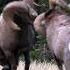 Bighorn Ram Rut Headbutts