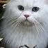 Beautiful White Persian Cat With Blue Eyes