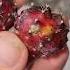 Easy Cactus Propagation From Pups How To Propagate Cactus Plant Cactus Youtube Propagation