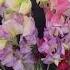 Most Prettiest Sweet Pea Flower Arrangement With Purple And Pink Flowers Sweetpea Florist