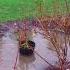 Rain Gardens And Residential Water Runoff Flood Management By VAP Rain Gardens Water Catchments