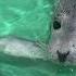 Rescued Seal Pup Begins Recovery At Des Moines Marine Mammal Hospital