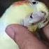 Ci Ci Cimoy Cimoy Cockatiel