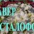ГОРОДСКИЕ ЦВЕТЫ МИХАИЛ БОЯРСКИЙ КАВЕР КРИСТАЛОФОН