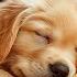 12 HOURS Of Dog Calming Music Dog Music Relax Anti Separation Anxiety Relief Music Healing Music