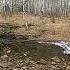 Самка благородного оленя с отпрыском
