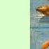 Famous Five Book 1 Chapter 3 Five On A Treasure Island