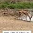 Heart Attack For Impala Animal Animals Shorts Attack Lion Wildlife Impala Viral