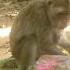 A Group Of Beautiful And Cute Wild Monkeys Came To Eat Fruit Shortvideo Subscribe Amazingmonkey