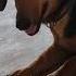 My Koet Dogs