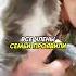Люди спасли волчонка животные Animals