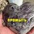 Нашел один из самых редких камней на планете удивительно шортс рекомендации