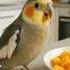 Cockatiel Singing Relaxing Bird Sounds Whistles For Sleep Study And Pet Lovers