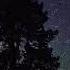 USE HEADPHONES McCafferty Trees III 8D Audio