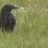 Ravens Screaming Similar To Screaming Goats